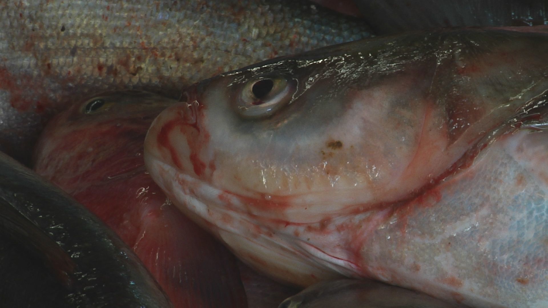 CARP1